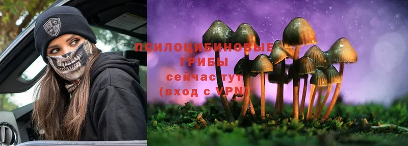 Галлюциногенные грибы Psilocybe  Неман 